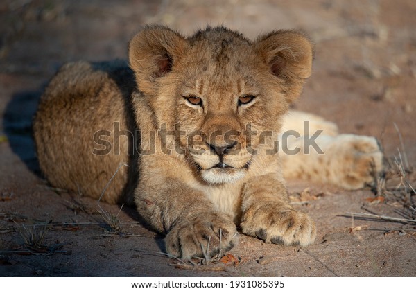 A Cute\
Lion cub seen on a safari in South\
Africa