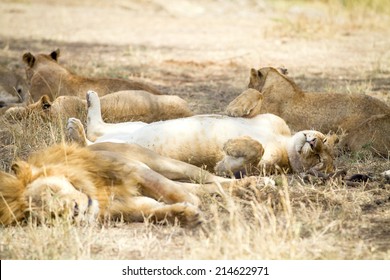 98 Lion Laying On Back Images, Stock Photos & Vectors | Shutterstock