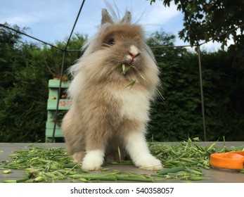 Lion And Bunny Stock Photos Images Photography Shutterstock