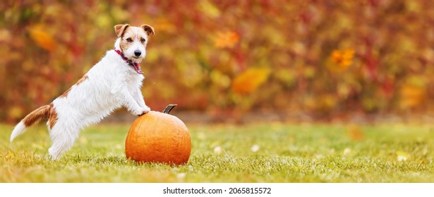 Cute Listening Funny Happy Pet Dog Puppy Standing On A Pumpkin In Autumn. Halloween, Thanksgiving Day, Fall Banner With Copy Space.