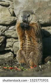 Cute Litte Wild Groundhog In The Garden 