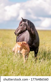 Cute little adorable horse foal in sunset on meadow. Fluffy beautiful healthy little horse filly. - Shutterstock ID 1776486560