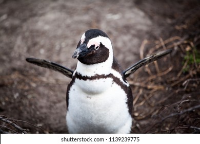 Cute little African penguin (Spheniscus demersus) flapping wings. Dry wood and rocks on blurred background. Somewhere in Hermanus, South Africa - Powered by Shutterstock