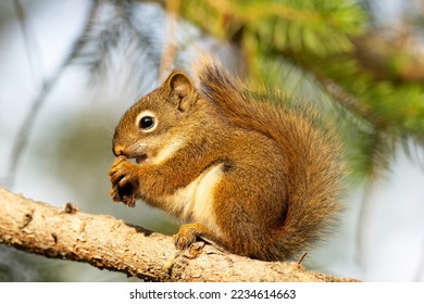 Cute little baby of American red squirrel is sitting on the branch of the spruce tree and eating in warm summer day. - Powered by Shutterstock
