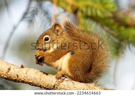 Cute little baby of American red squirrel is sitting on the branch of the spruce tree and eating in warm summer day.