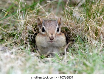 Cute Little Baby Chipmunk Peeking Out Of The Burrow Hole