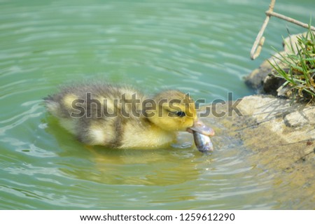 A cute little baby duckling eating a small fish