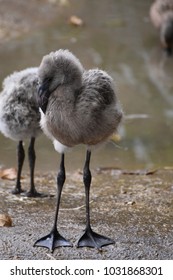 Cute Baby Flamingo Stock Photos Images Photography Shutterstock
