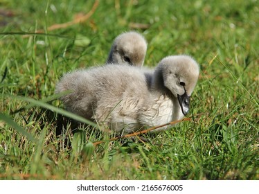 Cute Little Baby Geese Playing