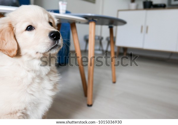 Cute Little Baby Golden Retriever Puppy Stock Photo Edit Now