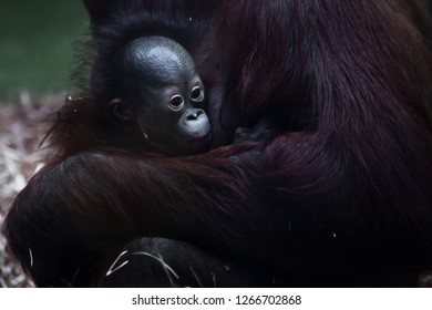 Mother And Baby Orangutan Images Stock Photos Vectors Shutterstock