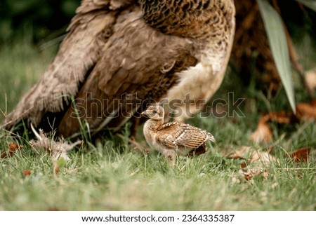 Similar – Gelbes Baby Muskovy Entenküken Cairina moschata