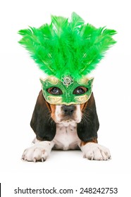 A Cute Little Basset Hound Puppy Dog Wearing A Green Feather Mardi Gras Mask