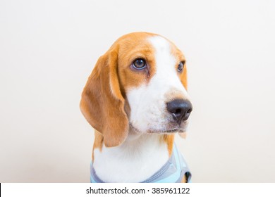 Beagle Dog T-Shirt 