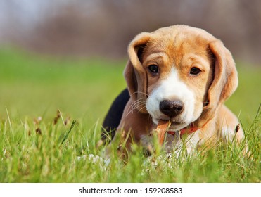 Cute little beagle puppy playing in green grass
