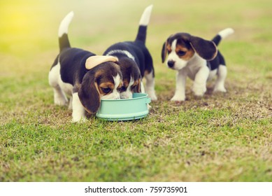 Cute Little Beagles Eating Feed In Dog Bowl