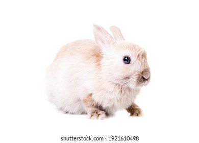 Cute Little Beige Bunny Isolated On White Background.