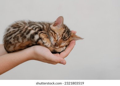 A cute little bengal kitten is sleeping curled up on the palm of hands of a child, close-up. Copy space  - Powered by Shutterstock