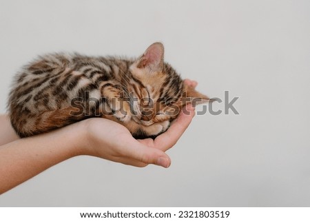 A cute little bengal kitten is sleeping curled up on the palm of hands of a child, close-up. Copy space 