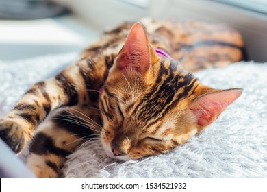 Cute little bengal kitty cat laying on the pillow next to the window at home