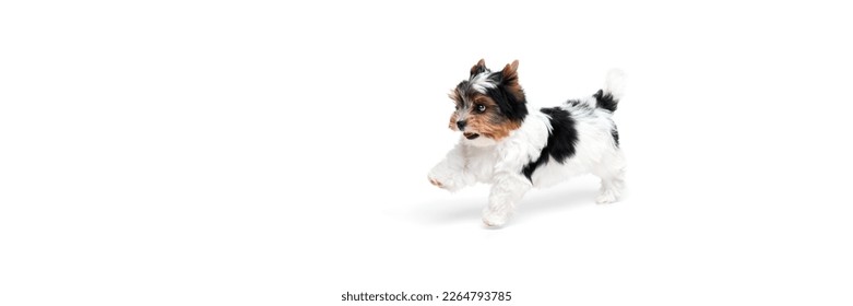 Cute little Biewer Yorkshire Terrier, dog, puppy, posing, lying on floor over white background. Concept of motion, action, pets love, animal life, domestic animal. Copyspace for ad. Banner - Shutterstock ID 2264793785