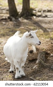 Cute little billy goat with short stubby legs
