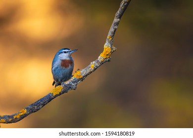 Cute little bird. Autumn nature background. Bird: Krupers Nuthatch. Sitta krueperi. - Shutterstock ID 1594180819