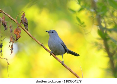 Cute little bird, Beautiful bird. Close up on bird - Powered by Shutterstock