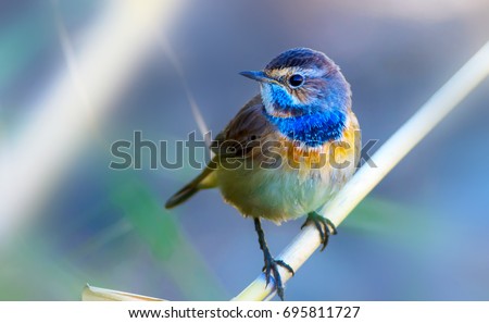 Cute little bird. Blue nature background. Common bird: Bluethroat.