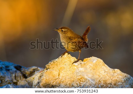 Similar – Image, Stock Photo Singing Wren Nature Animal