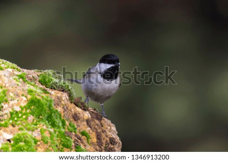 Similar – Image, Stock Photo Wagtail on rocks Nature