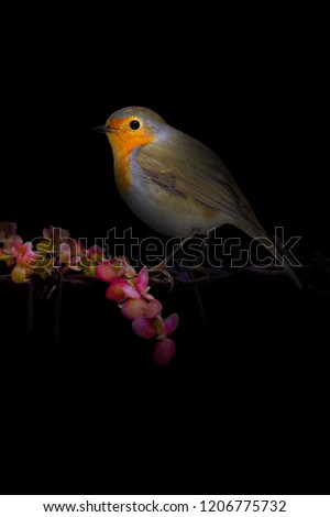 Similar – Image, Stock Photo Pretty bird Beautiful Life