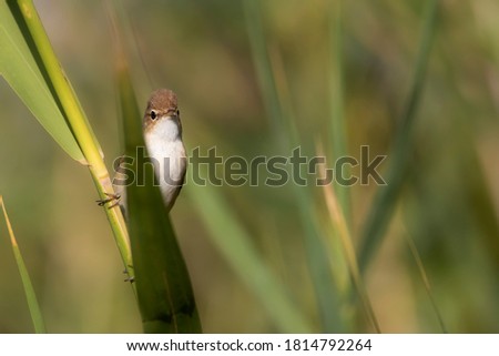 Similar – Image, Stock Photo Reed Warbler in the Reed