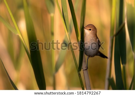 Similar – Image, Stock Photo Reed Warbler in the Reed