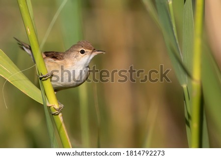 Image, Stock Photo Reed Warbler in the Reed