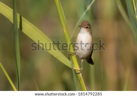 Similar – Image, Stock Photo Reed Warbler in the Reed