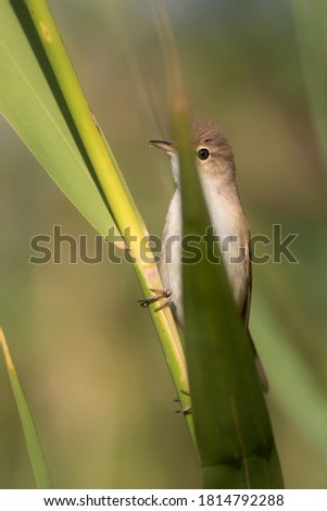 Similar – Image, Stock Photo Reed Warbler in the Reed