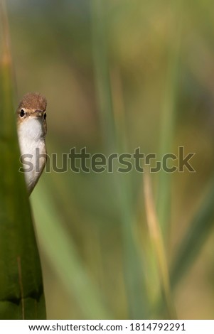 Similar – Image, Stock Photo Reed Warbler in the Reed