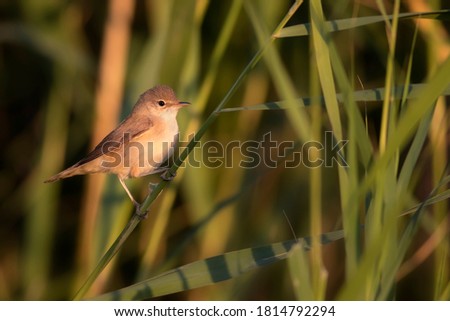 Similar – Image, Stock Photo Reed Warbler in the Reed