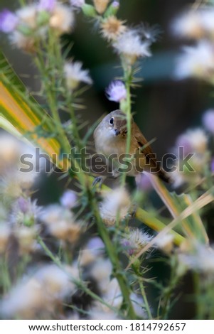 Similar – Image, Stock Photo Reed Warbler in the Reed