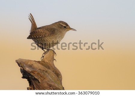 Similar – Image, Stock Photo Singing Wren Nature Animal