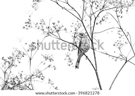 Similar – Foto Bild Meisenwinter (bunt) Vogel