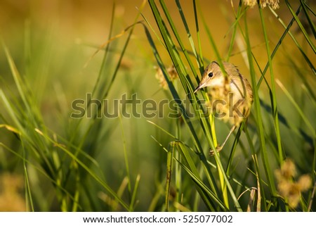 Similar – Vogelbeobachtung Natur