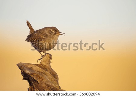 Similar – Image, Stock Photo Singing Wren Nature Animal