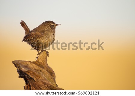 Similar – Image, Stock Photo Singing Wren Nature Animal