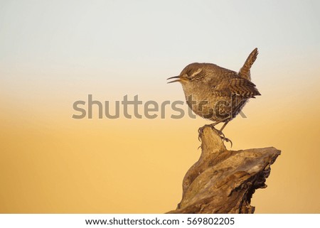 Similar – Image, Stock Photo Singing Wren Nature Animal