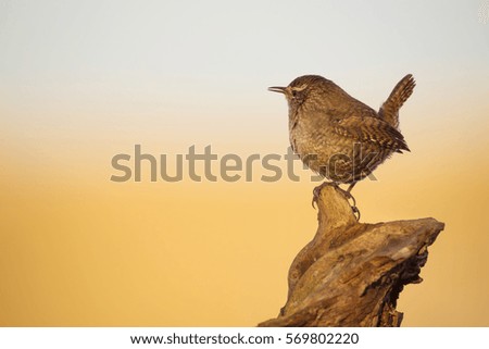 Similar – Image, Stock Photo Singing Wren Nature Animal