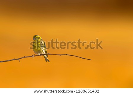 Image, Stock Photo snack bar Pet Bird 1