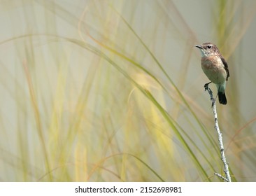 Cute Little Bird Perched On A Branch