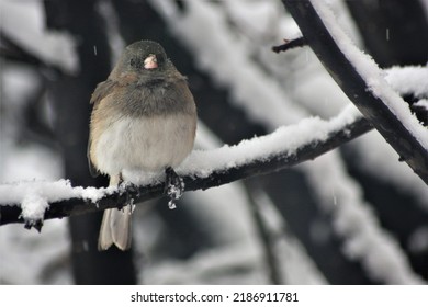 Cute Little Bird Perched On A Snowy Tree Branch